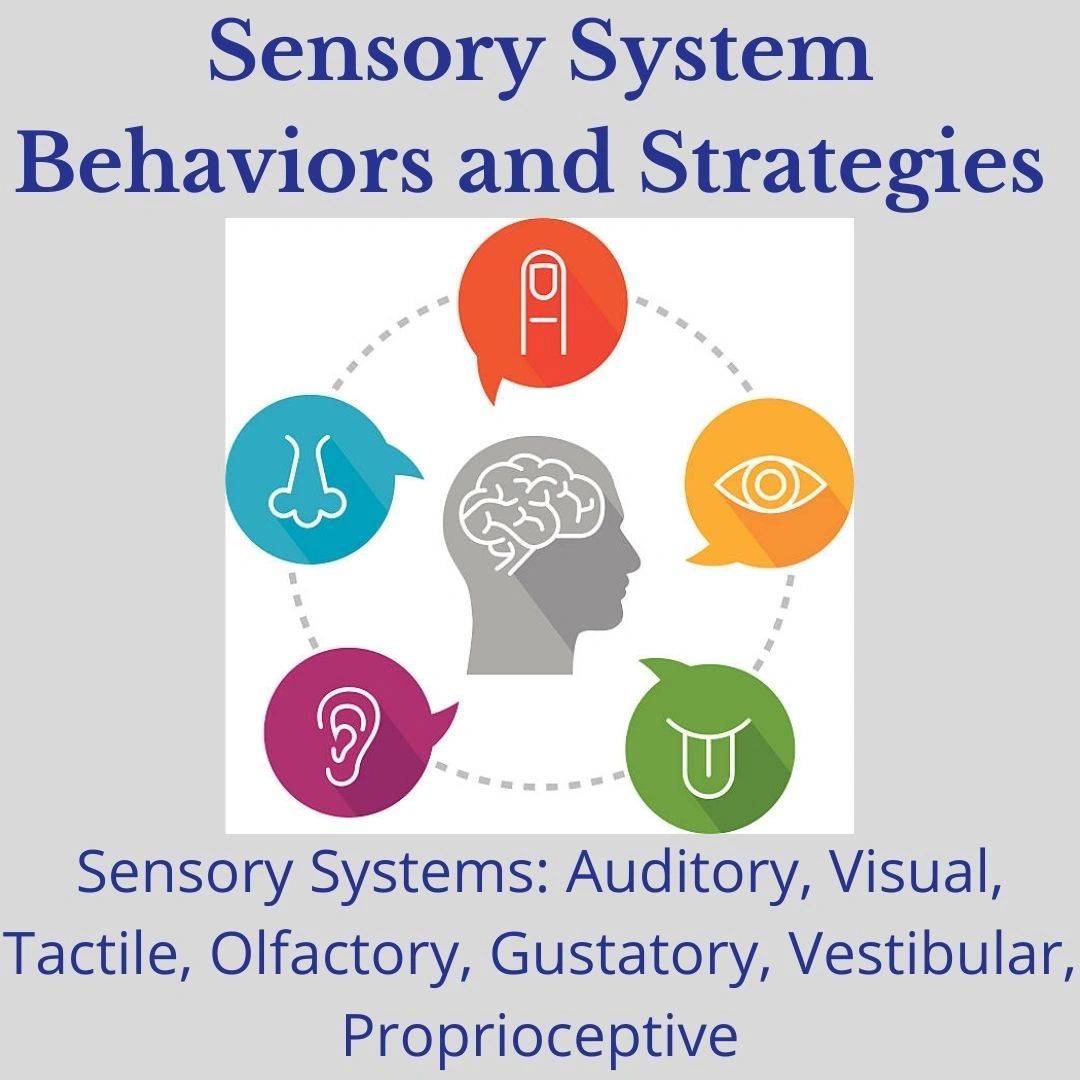 Sensory System Overview